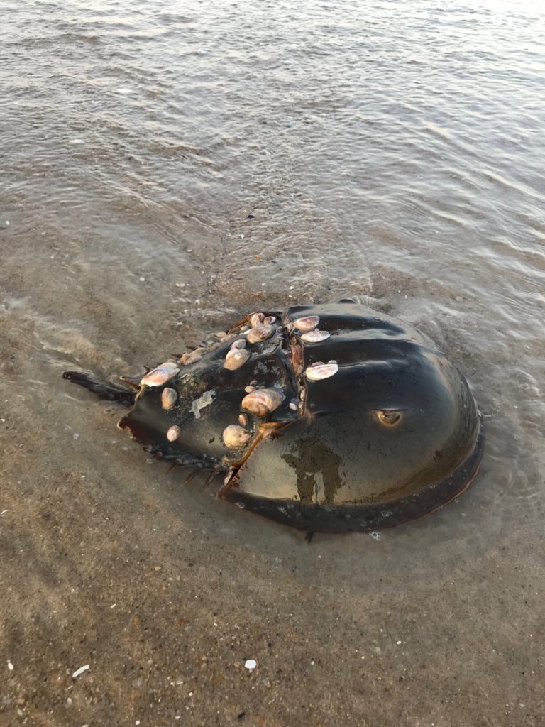 Horseshoe crab on Rehoboth Beach