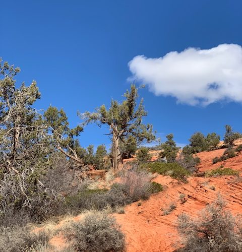 Pine trees and red sandstone terrain near Kanab, UT