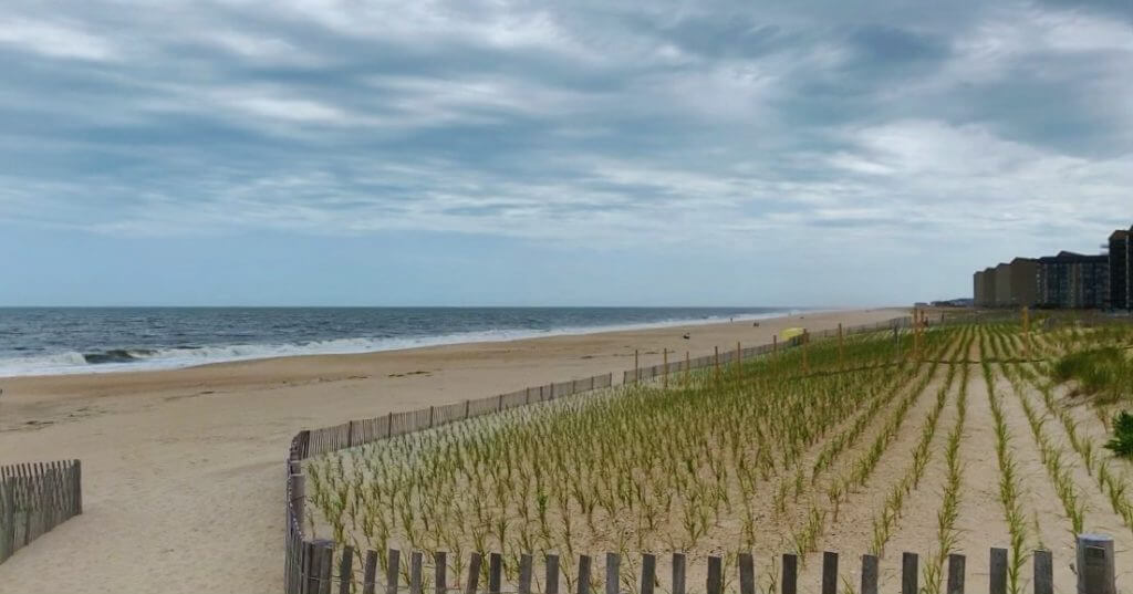 Sea Oats growing at Bethany Beach, DE