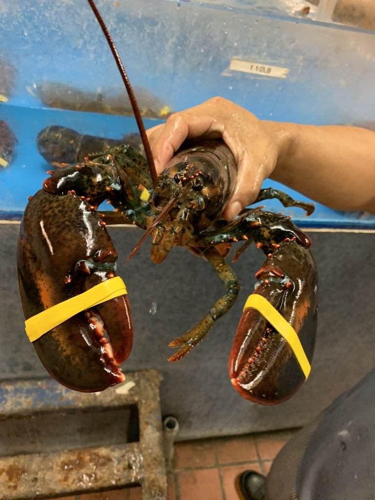 Lobster at Westbrook Lobster CT