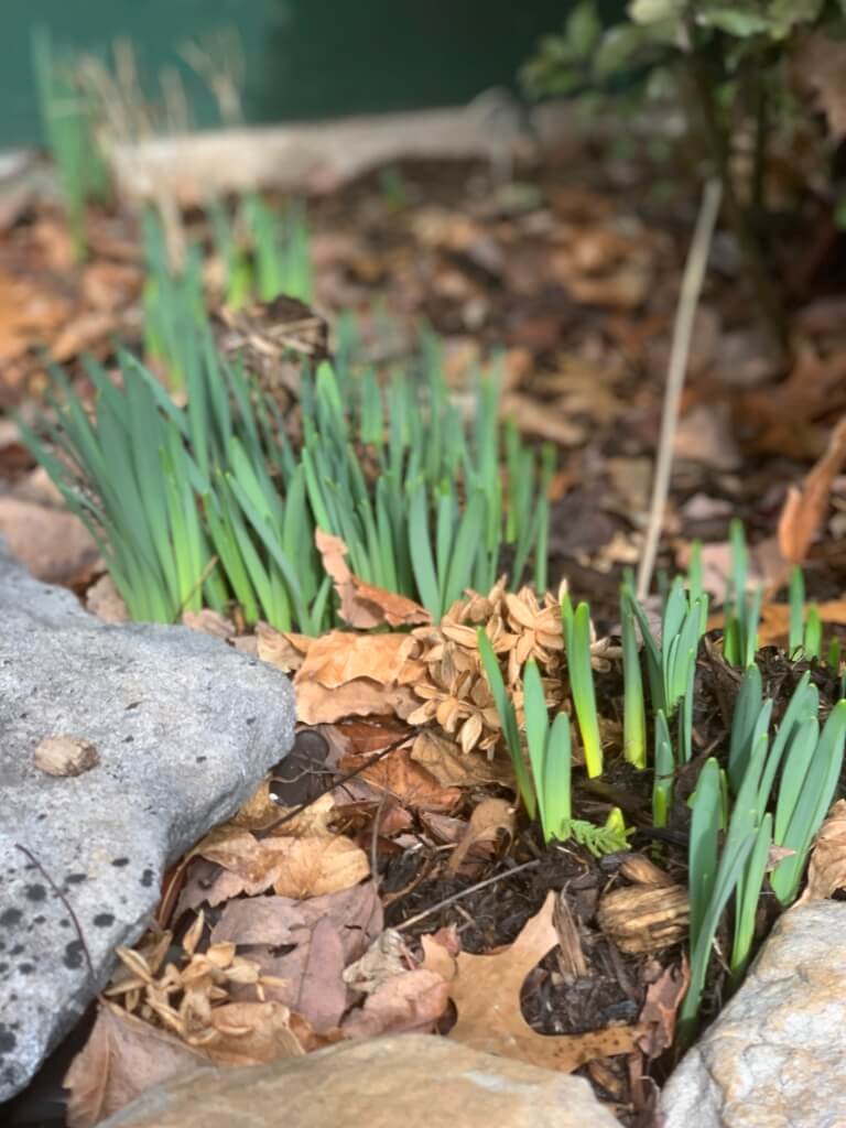 Green stems from blossoming Daffodils rising from the ground 