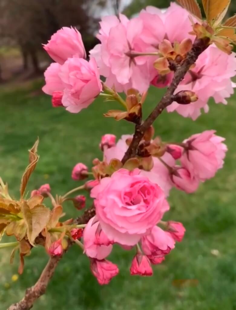 Bright pink blossoms of a flowering shrub against a green yard 