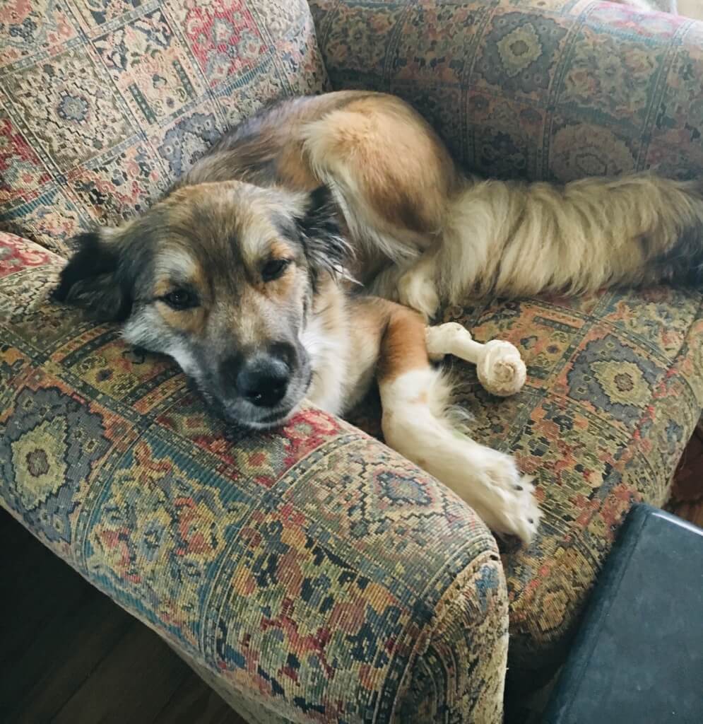 A sweet dog with her head on an armrest lies on a comfy chair 