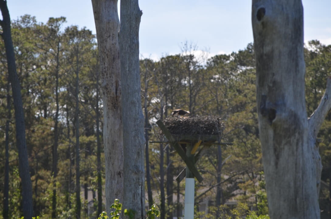 Nature Center Bird on Nest - 4 Fun Things to Do in Bethany Beach Delaware