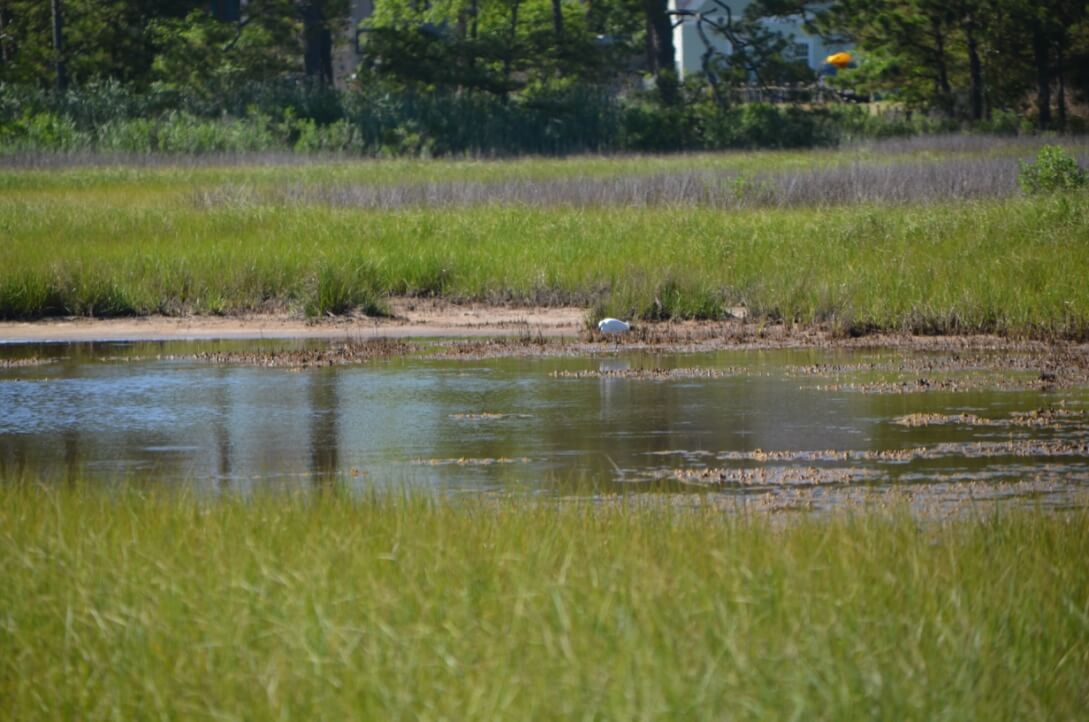 White Crane by the Marsh - 4 Fun Things to Do in Bethany Beach Delaware