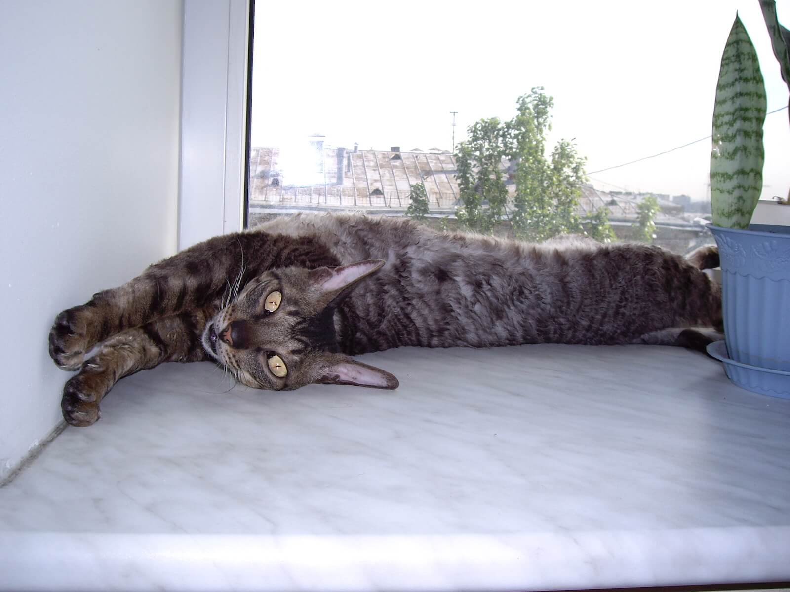 cat stretching in a window seat