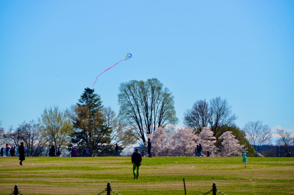 People. kites and cherry blossom trees