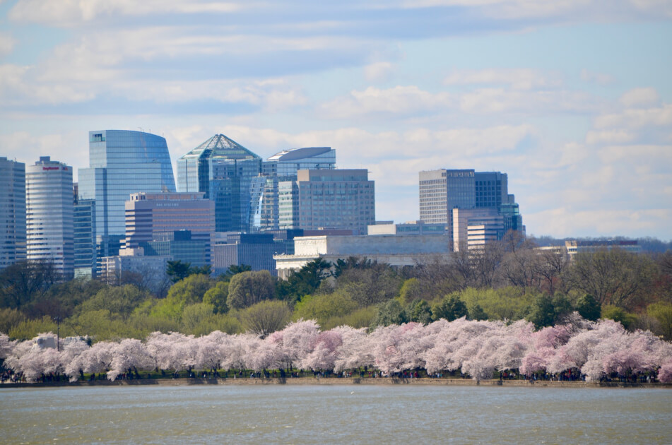 cherry blossom trees along the banks of the Potomac near Rosslyn,<br />
VA