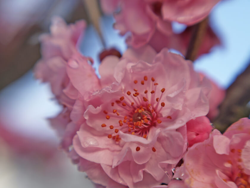 cherry blossom bloom close up