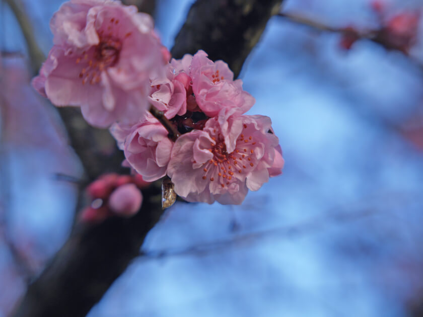 Close up of cherry blossom bud on tree