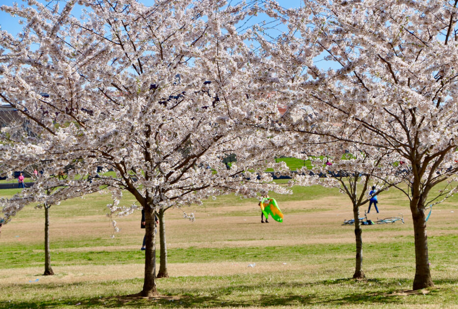 Cherry blossom trees in Washington, DC