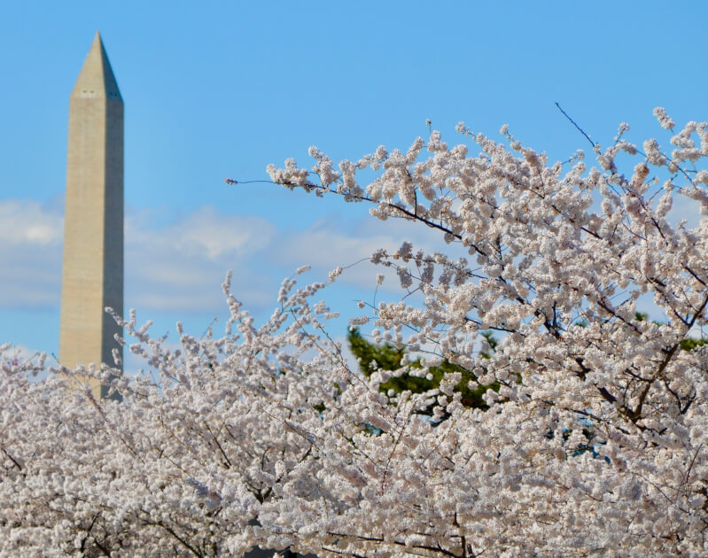 Cherry blossoms with Washington Monument in the background