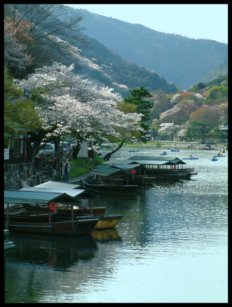 Cherry blossoms in Japan