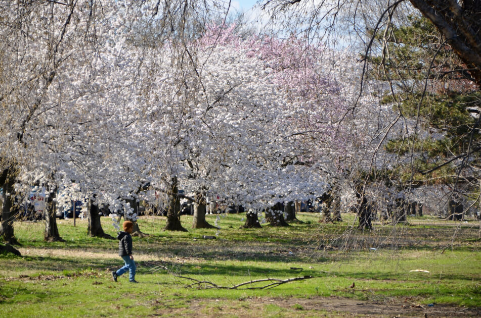 child walking by the cherry blossom trees