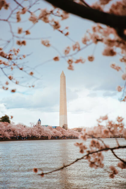 Tote Bag Washington DC Cherry Blossom Festival