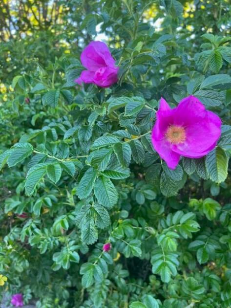 Bright pink flowers growing on Bainbridge Island FL